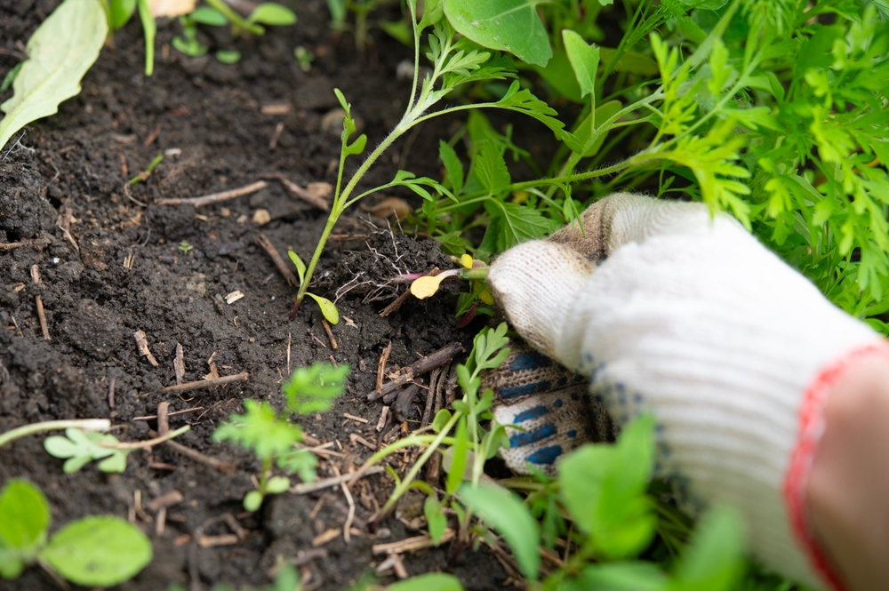 Removing,Weeds,In,The,Home,Garden.,Cleaning,The,Top,Layer